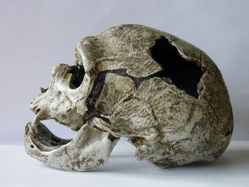 Le crâne de l'homme de La Chapelle aux Saints, homme de Neandertal