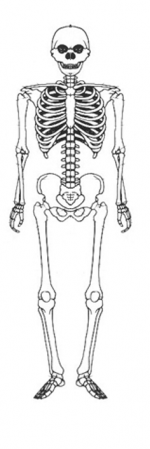 squelette de l'homo neanderthalensis