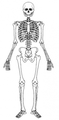 squelette de Homo sapiens