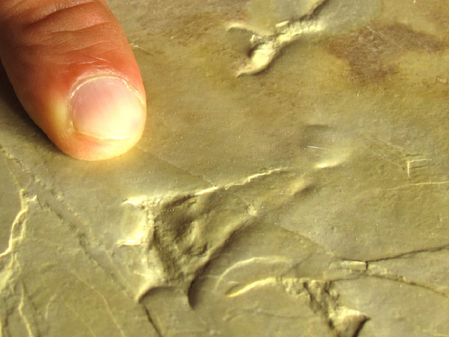 Empreintes datant du Jurassique de la Plage aux ptérosaures