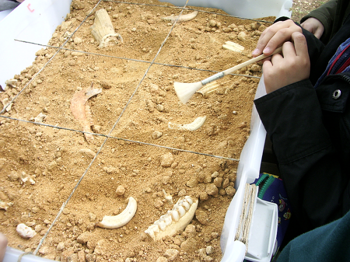 Fouilles paléontologiques, Phosphatières du Cloup d'Aural